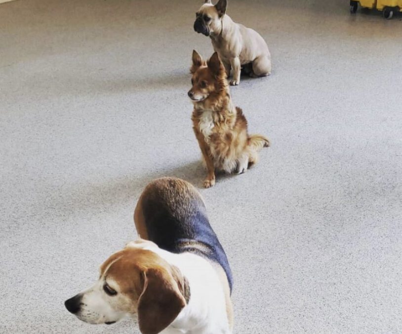 Dogs aligned in a spacious room.