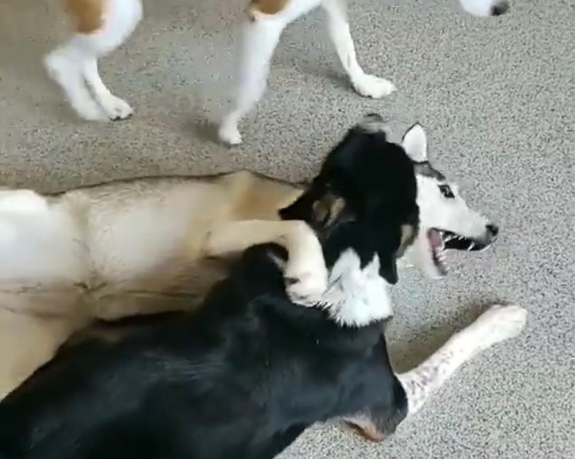 Two dogs wrestling playfully