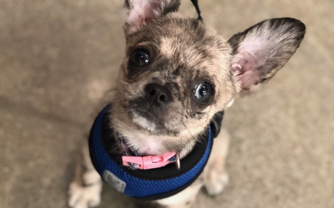 Adorable dog looking up curiously