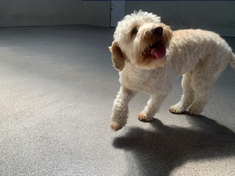 Happy dog walking on sunlit floor