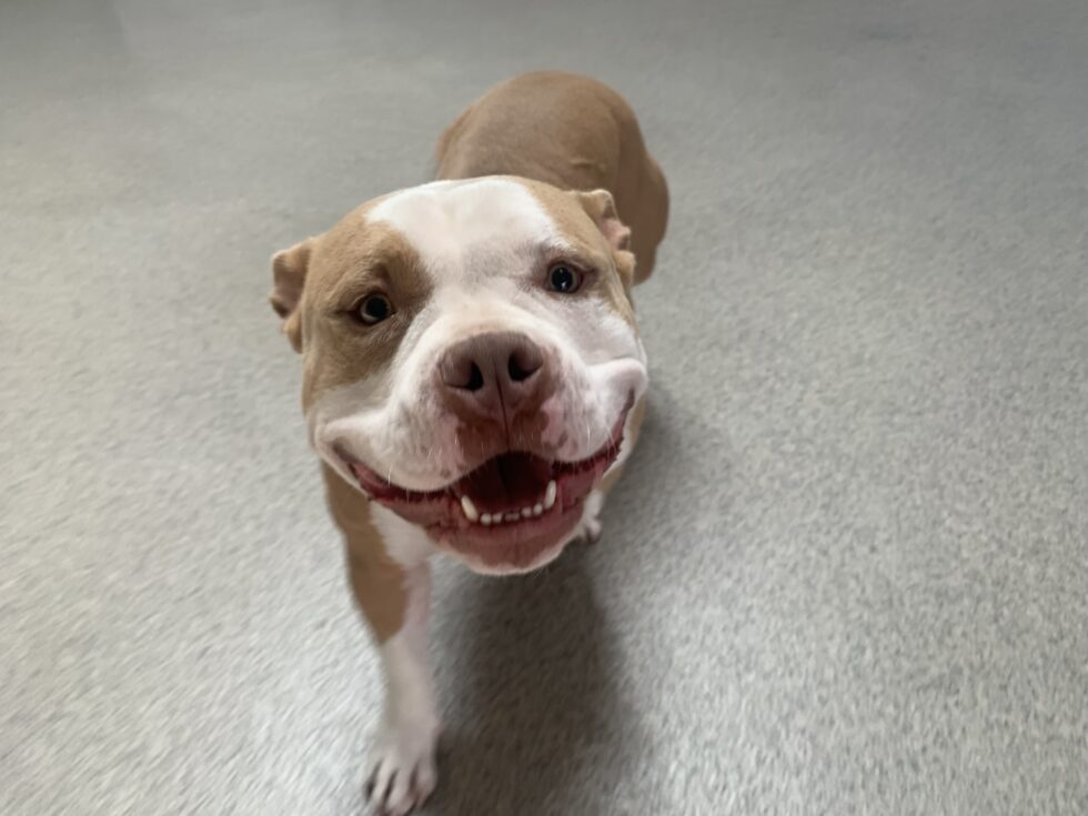 Smiling dog walking on gray floor