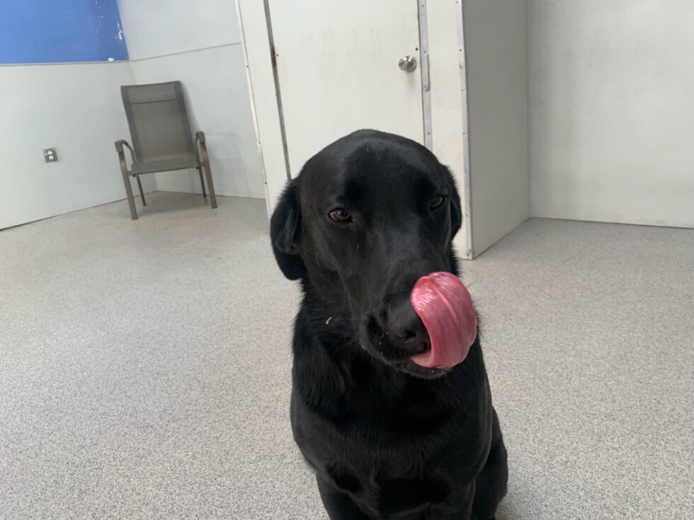 Dog with tongue out indoors