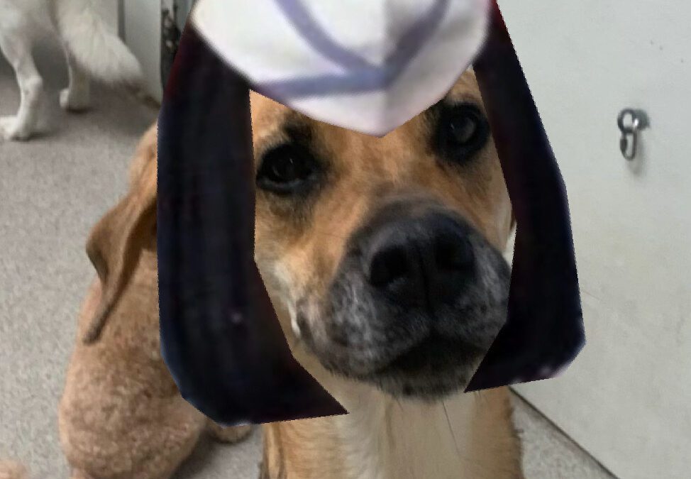 Cute dog in a wig