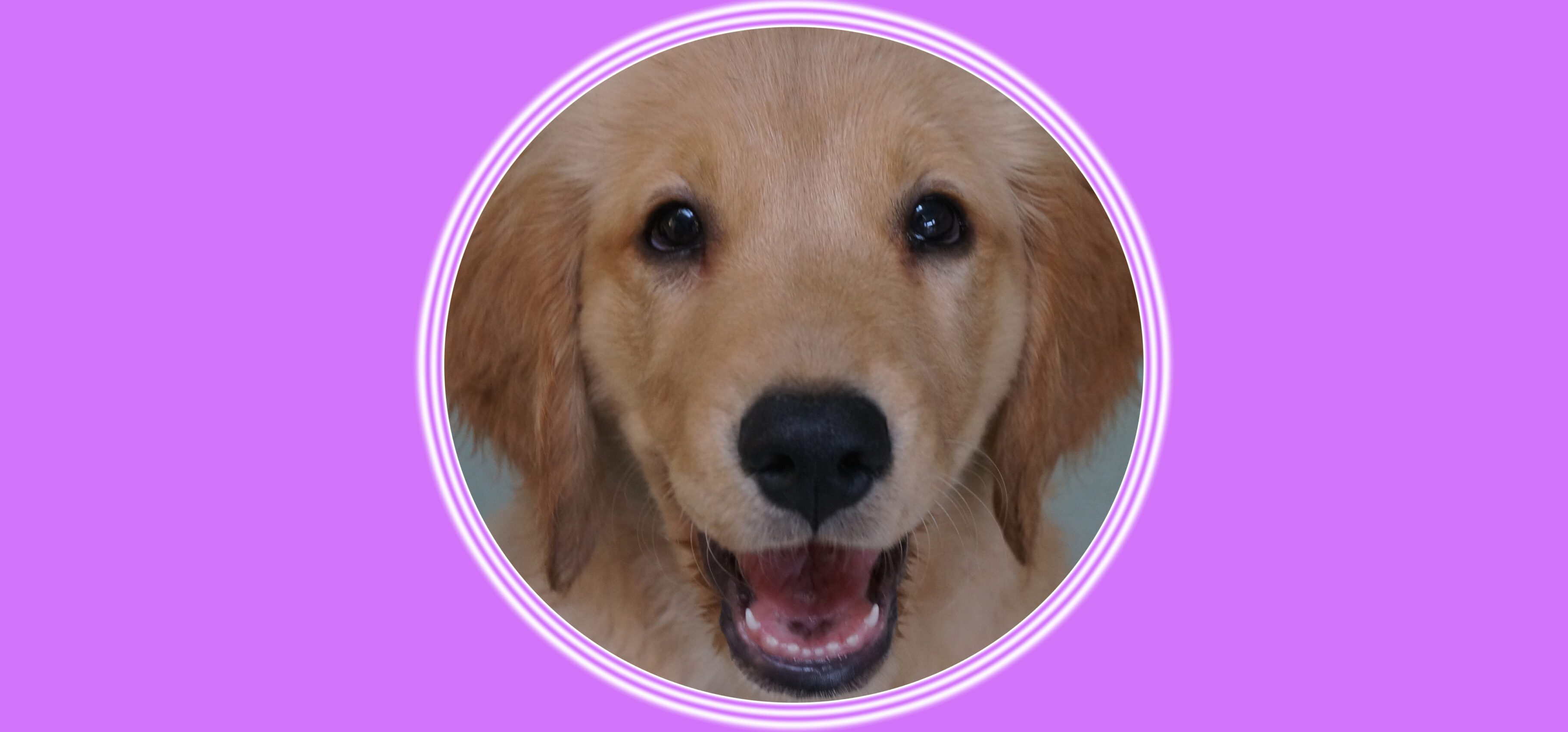 Smiling golden retriever portrait