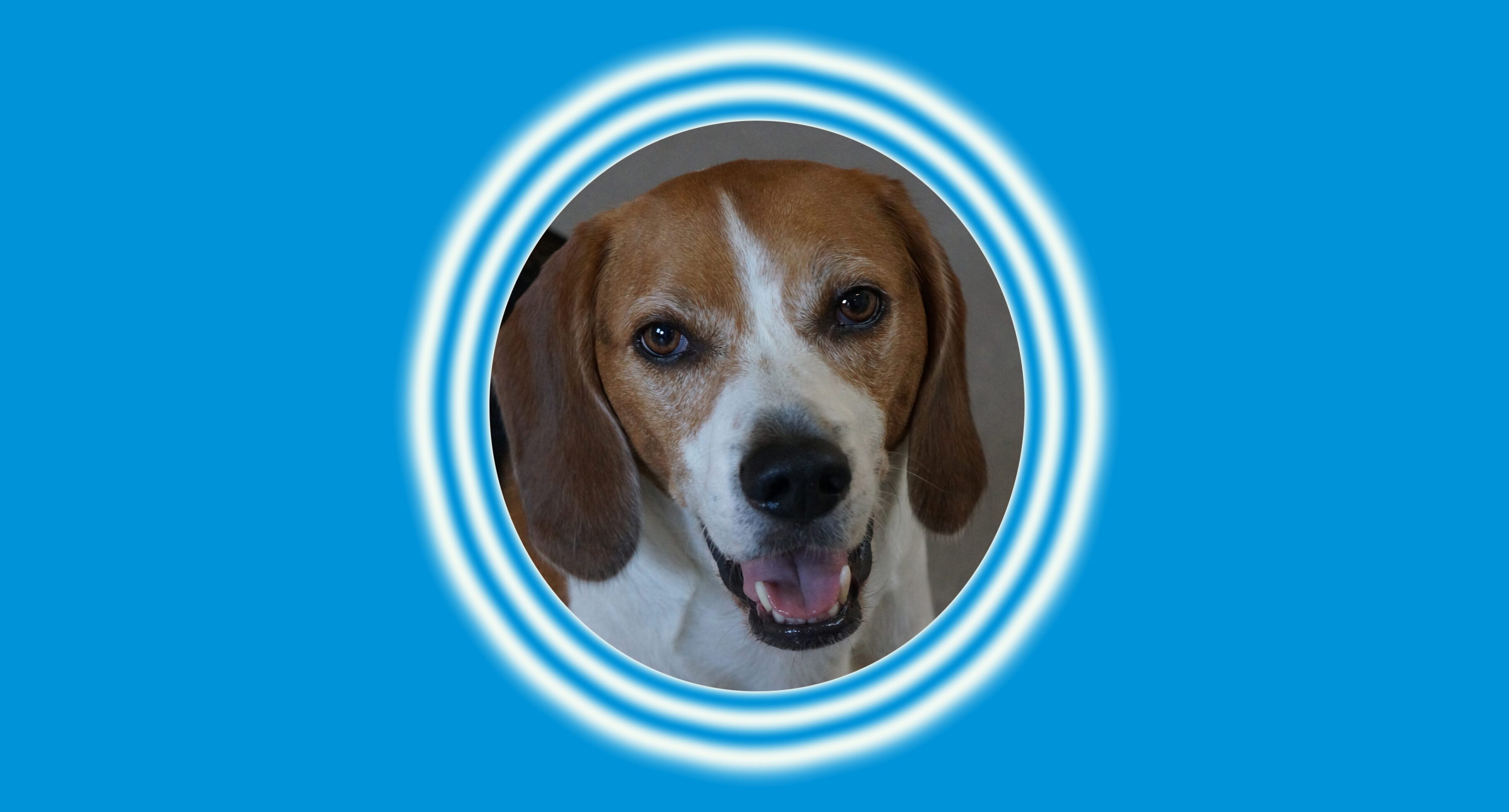 Beagle with glowing blue halo