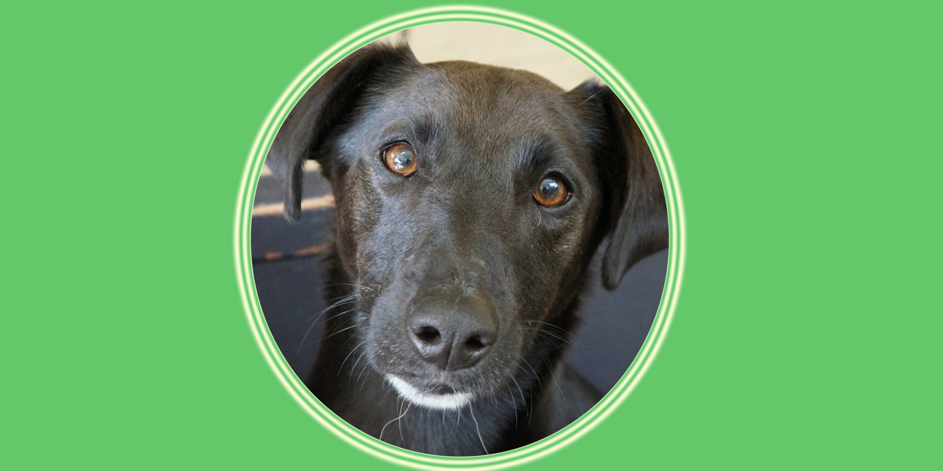 Cute dog on green background