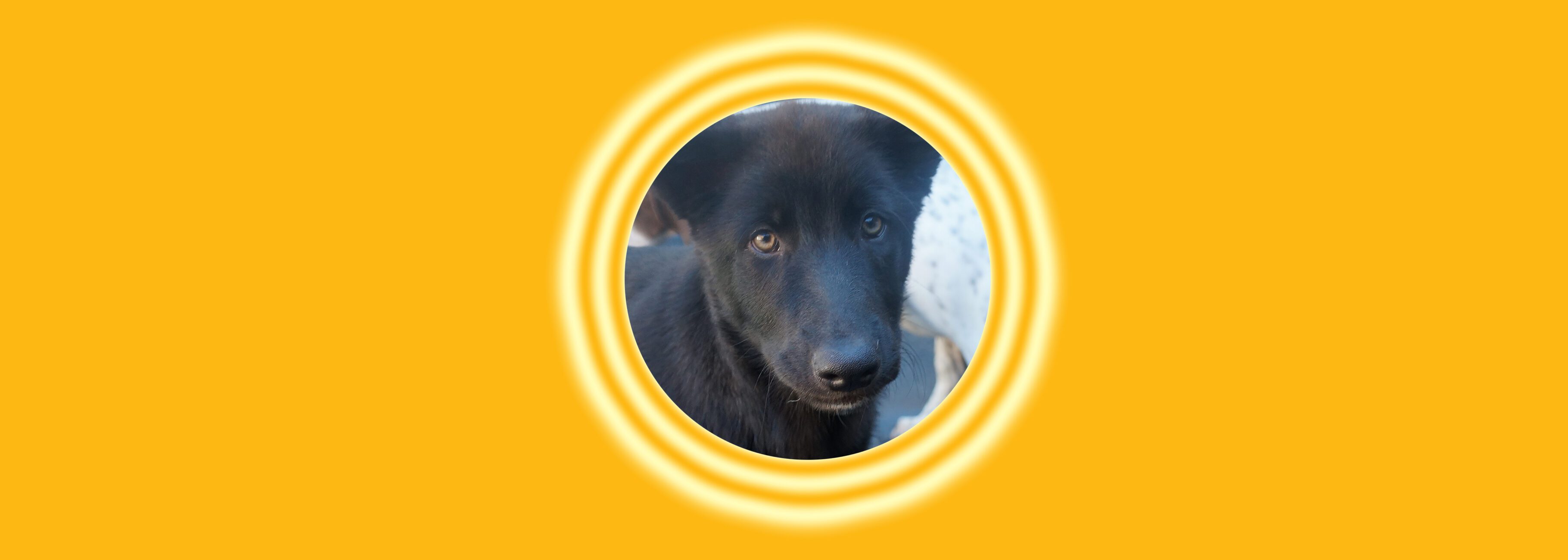 Dog with yellow background