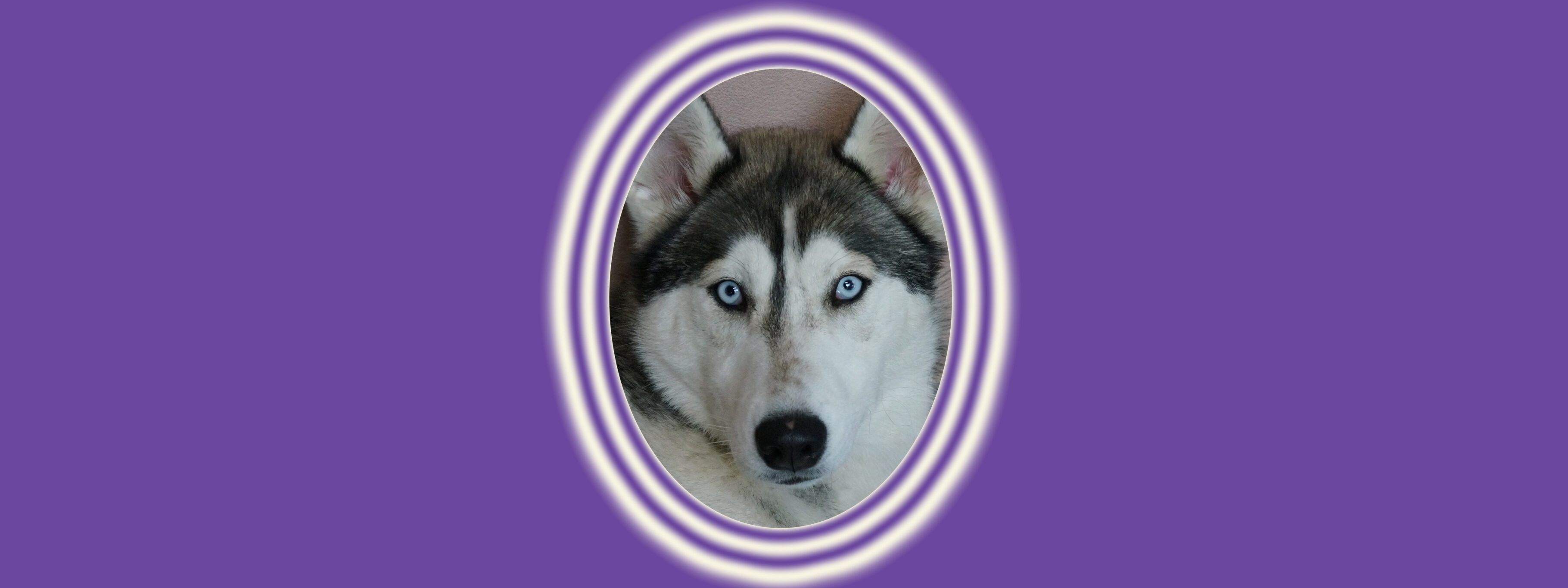 Husky face in oval frame