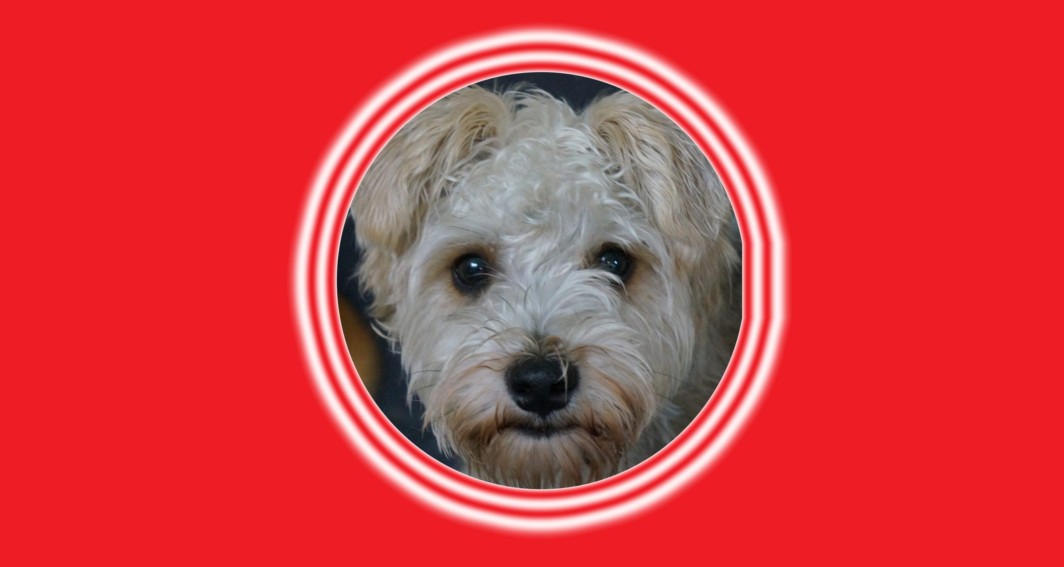 Adorable pup inside red ring design