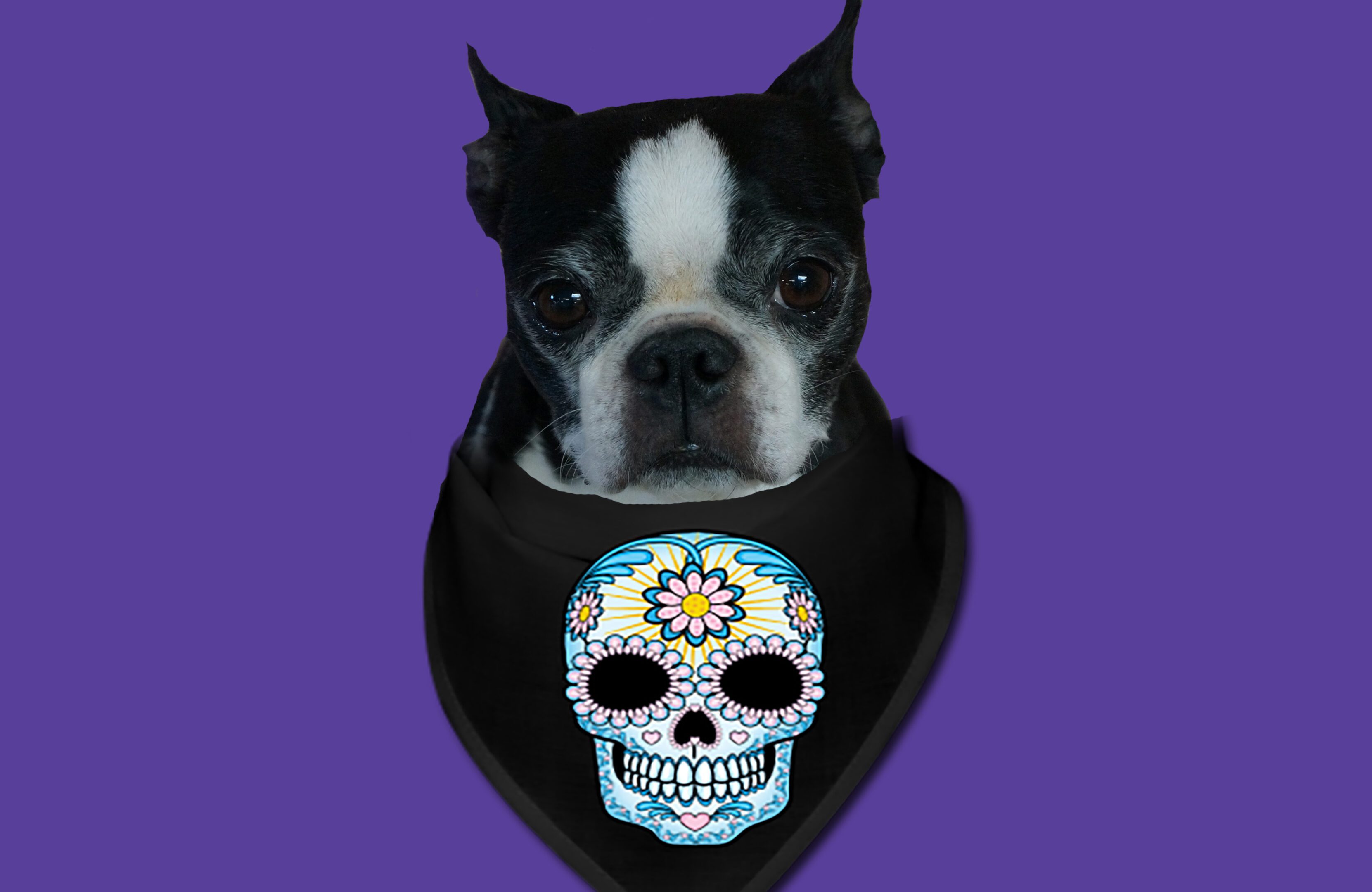 Cute dog with Day of the Dead bandana