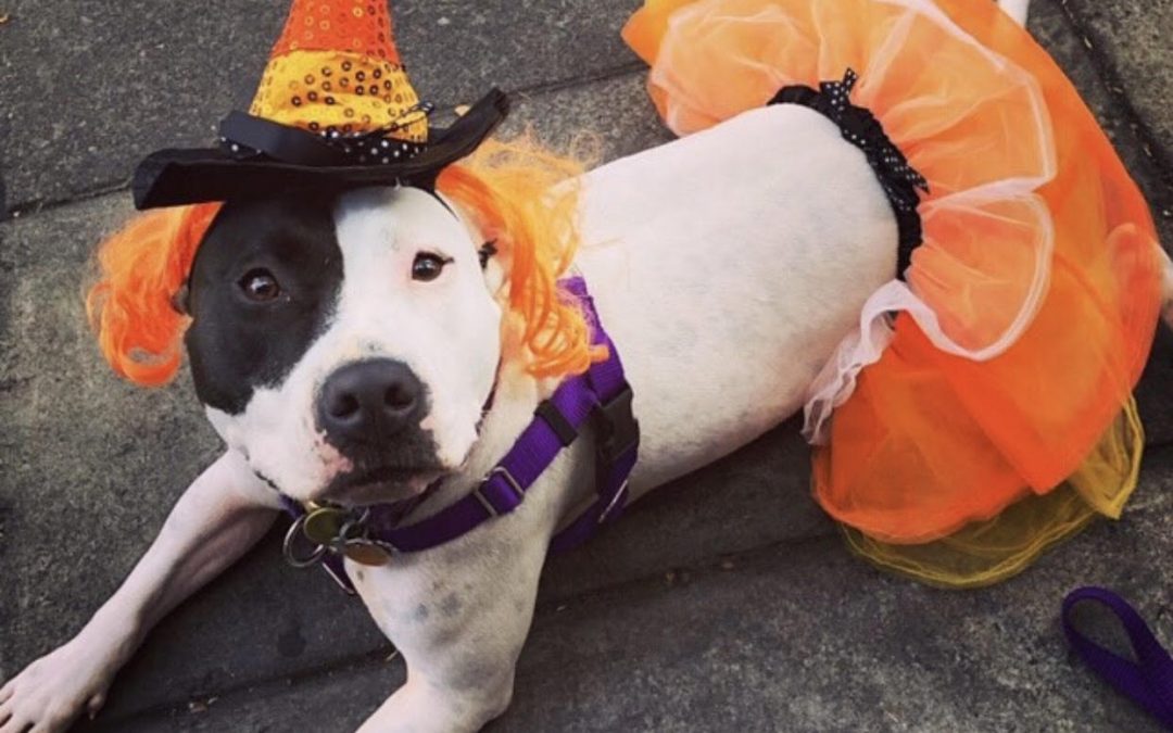 Dog in Halloween costume with tutu