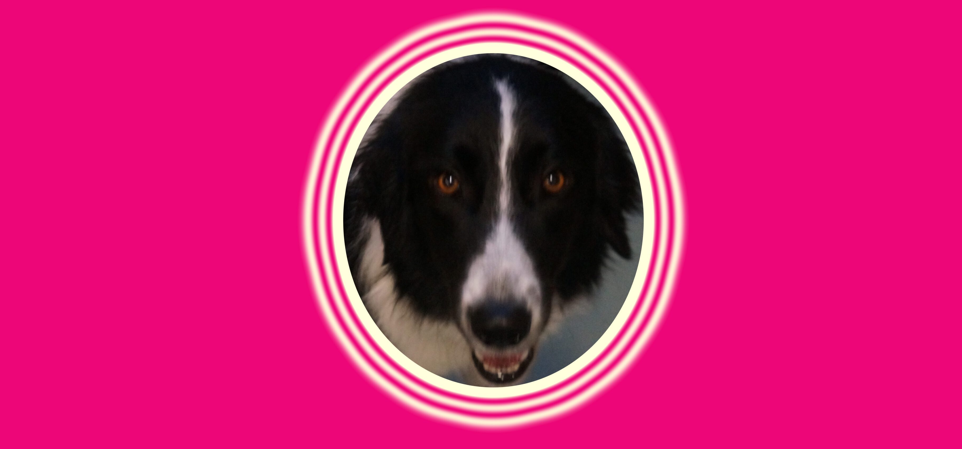 Smiling border collie inside circular frame