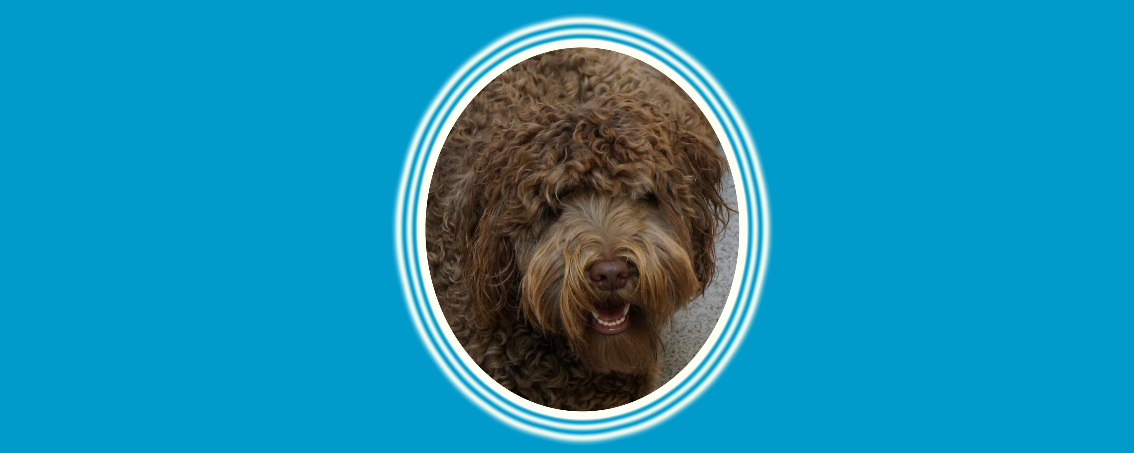 Curly-haired dog smiling inside frame